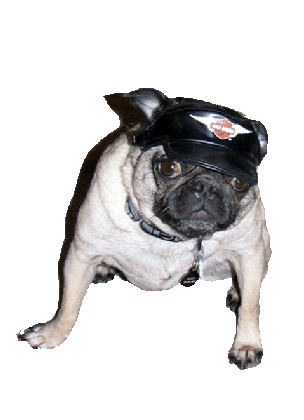 BikerDuke.png